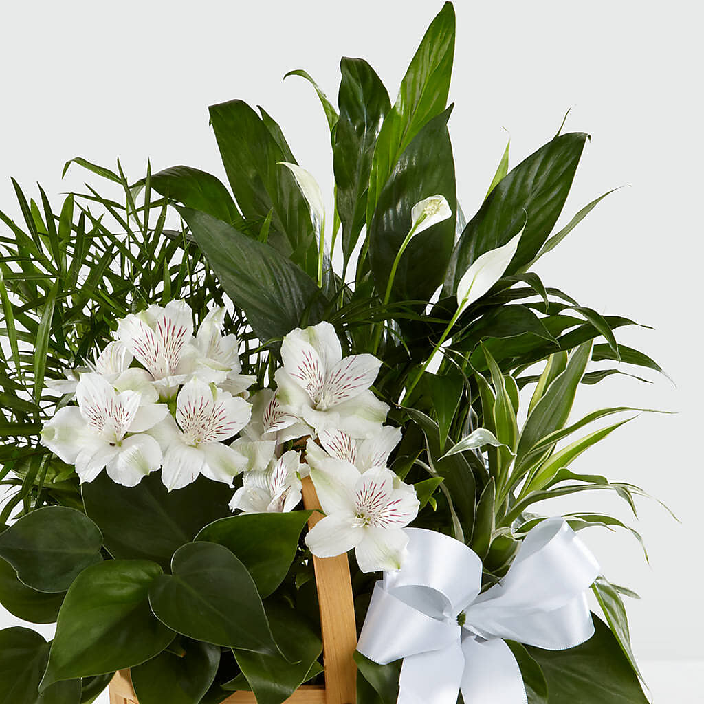 Peace & Serenity Dishgarden – T & T FLORAL, Kingsley MI