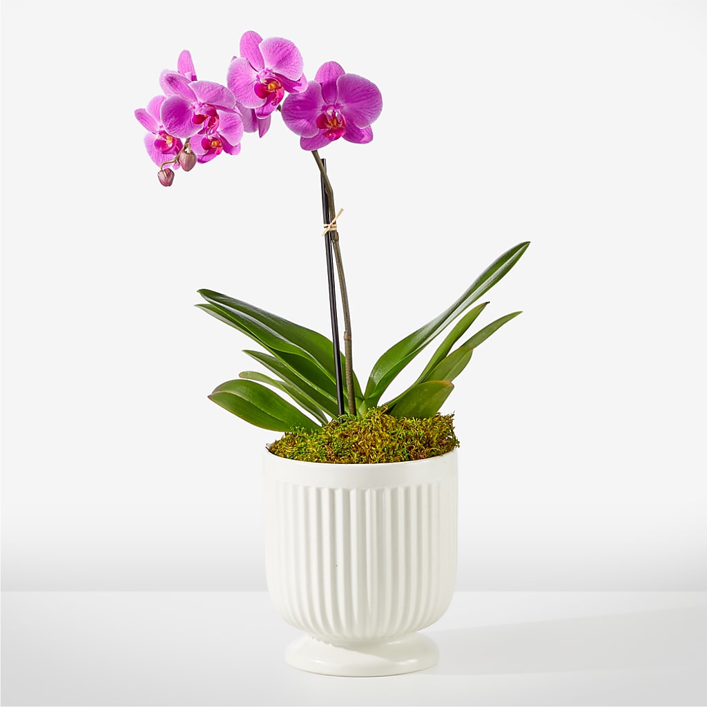 Friendly Fuchsia Orchid – T & T FLORAL, Kingsley MI