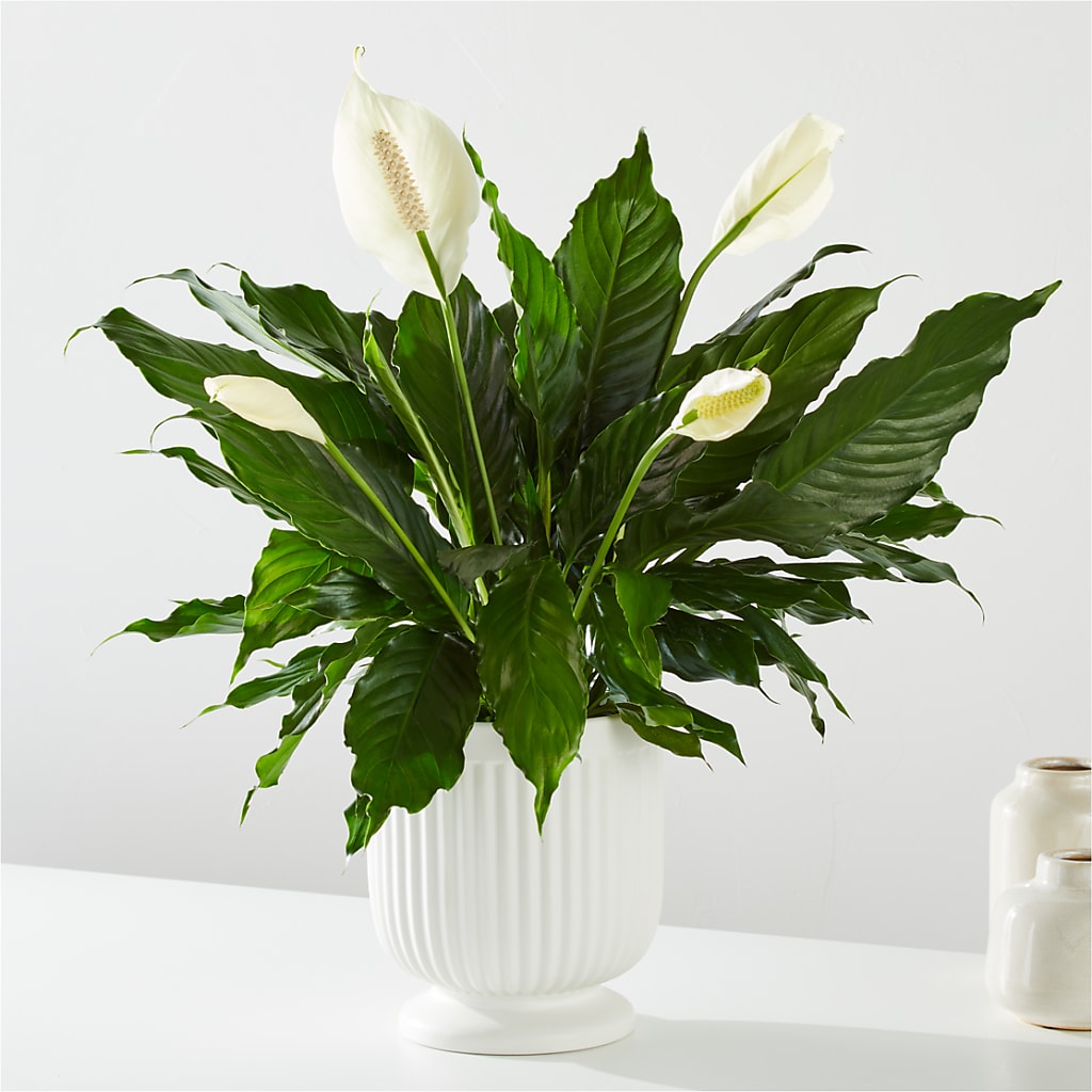 Comfort Planter – T & T FLORAL, Kingsley MI