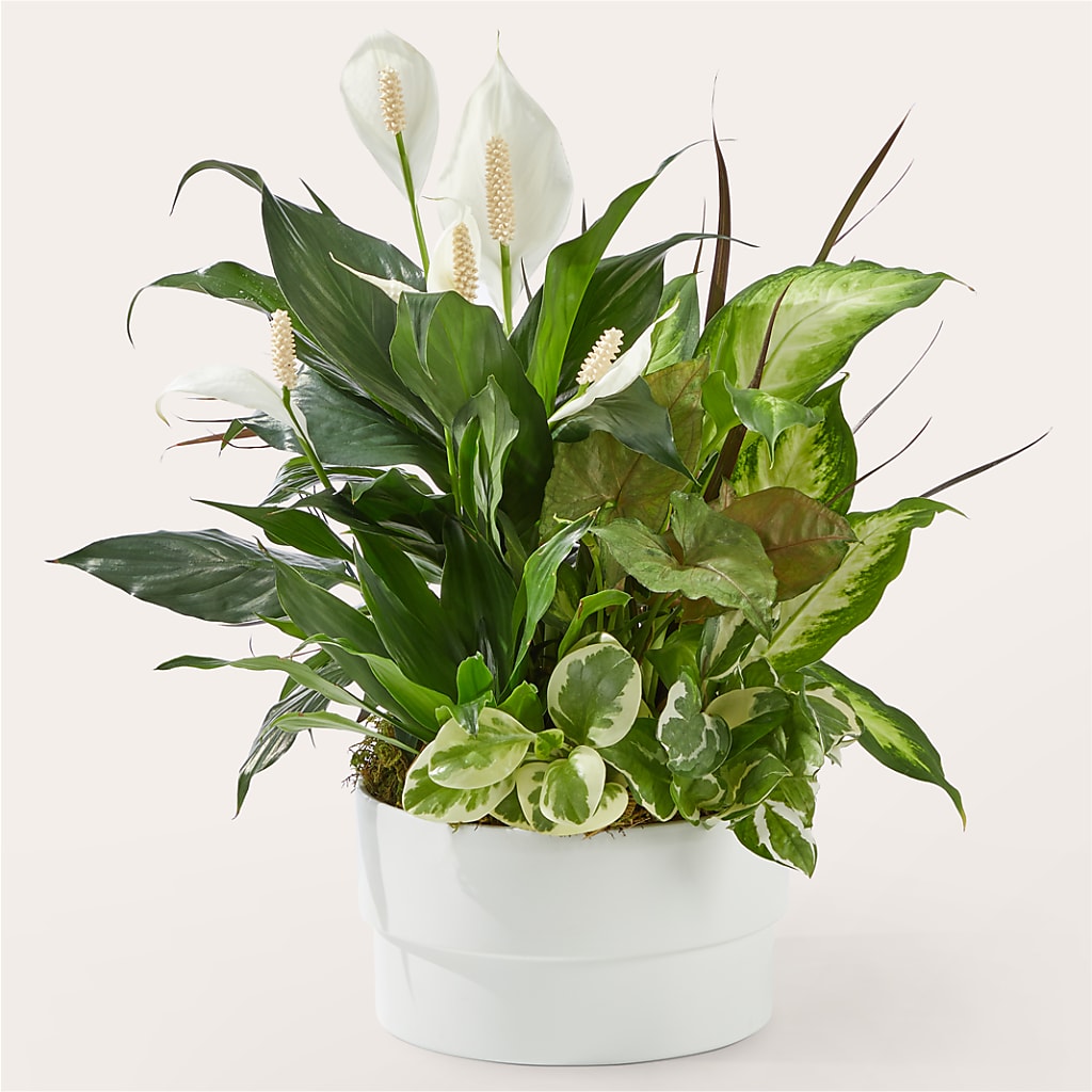 Radiating Positivity Dishgarden – T & T FLORAL, Kingsley MI
