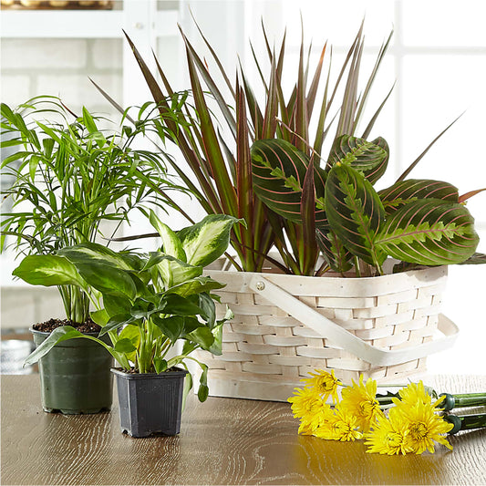 Florist Designed Blooming and Green Plants in a Basket – T & T FLORAL, Kingsley MI