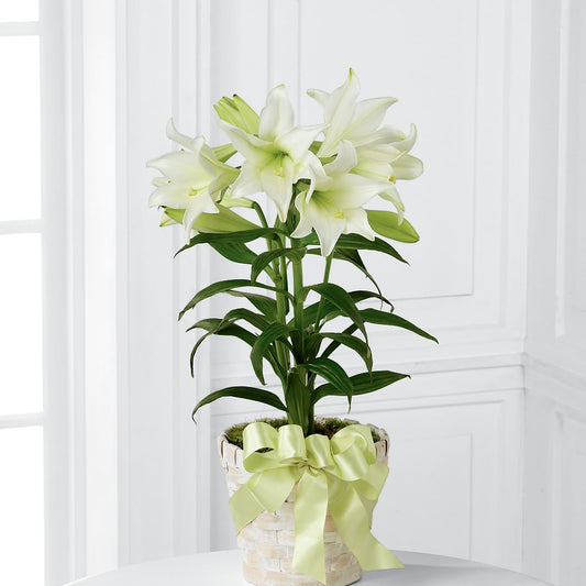 Easter Lily Plant – T & T FLORAL, Kingsley MI