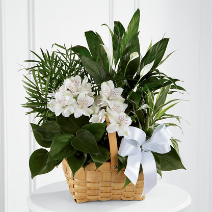 Peace & Serenity Dishgarden – T & T FLORAL, Kingsley MI