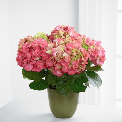 Pink Hydrangea Planter – T & T FLORAL, Kingsley MI