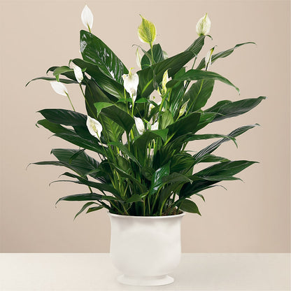 Comfort Planter – T & T FLORAL, Kingsley MI