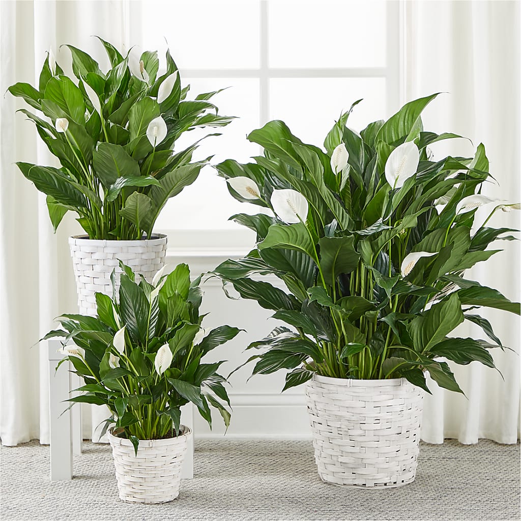 A New Leaf Peace Lily – T & T FLORAL, Kingsley MI