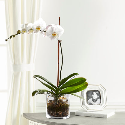 White Orchid Planter – T & T FLORAL, Kingsley MI