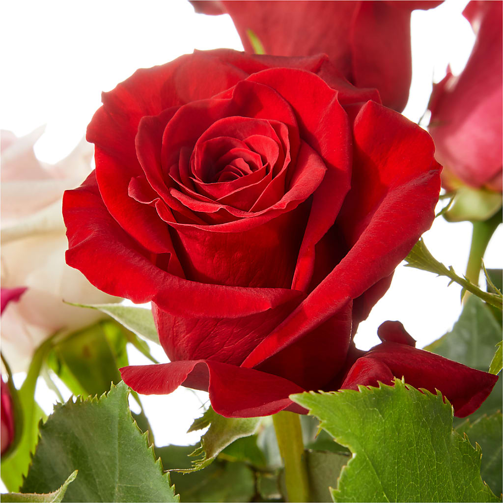 Love Notes Rose Bouquet – T & T FLORAL, Kingsley MI